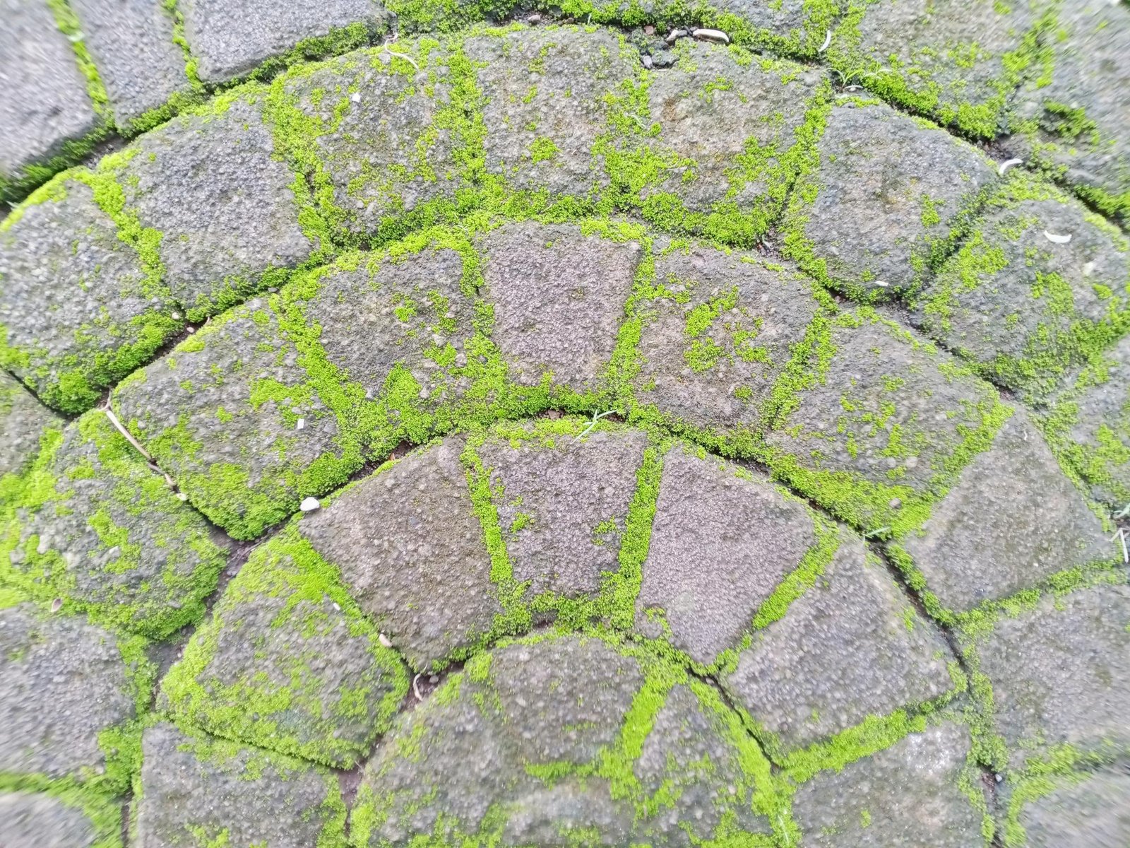 green algae on patio slabs Cornwall garden